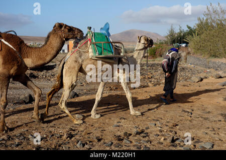 Mann und seine zwei Kamele an den Strand Kamelreiten in Caleta de Fuste, Fuerteventura, Kanarische Inseln, Spanien, EU. Stockfoto