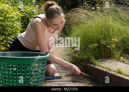 Frau ziehen das Unkraut im Garten mit einem Rechen Stockfoto