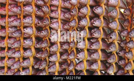 Getrockneten Fischen ordentlich in Zeilen auf ein mehr traditionelles Geschäft in Songjeong Station Markt in der Nähe von Songjeong KTX-Station, Gwangju, Südkorea gehängt. Stockfoto