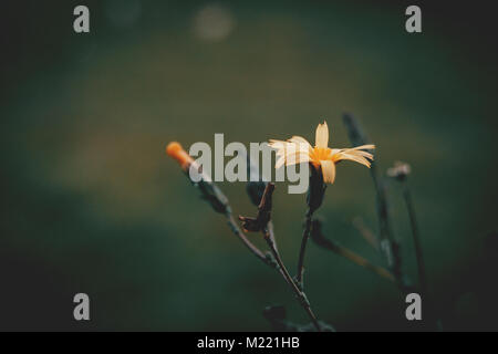 Gelbe Blume von scolymus hispanicus Stockfoto