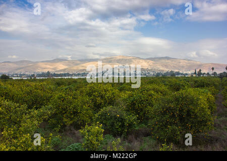 Orangen Plantage mit reifen Früchten in Jordan Valley Stockfoto