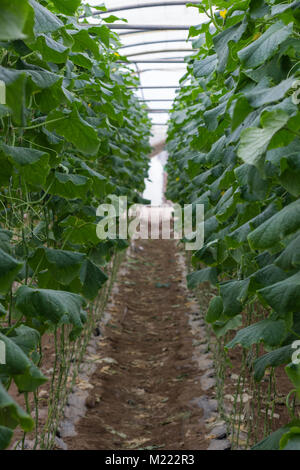 Farm- und Gemüsegärten und Gewächshäuser in der Nähe des Toten Meeres Stockfoto