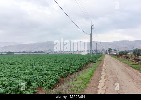 Farm- und Gemüsegärten und Gewächshäuser in der Nähe des Toten Meeres Stockfoto