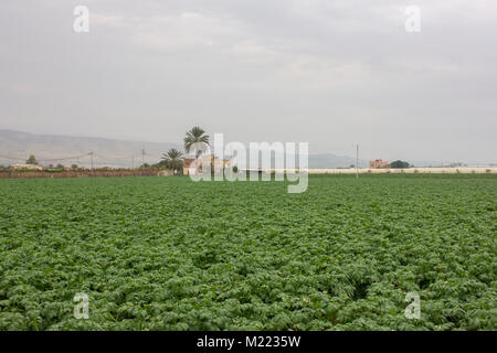 Farm- und Gemüsegärten und Gewächshäuser in der Nähe des Toten Meeres Stockfoto