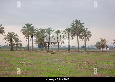 Farm- und Gemüsegärten und Gewächshäuser in der Nähe des Toten Meeres Stockfoto