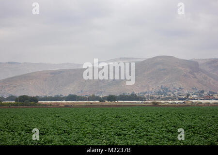 Farm- und Gemüsegärten und Gewächshäuser in der Nähe des Toten Meeres Stockfoto