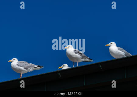 Möwen auf eine Wand, Westerland, Sylt, Nordsee, Nordfriesland, Schleswig-Holstein, Deutschland, Europa Stockfoto