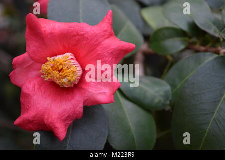 Eine relativ enge bis botanischen Foto von einem Wintergarten/Gewächshaus. Stockfoto