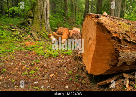 WA 13229-00 ... WASHINGTON - Gefallene gaint Western Red Cedar vor kurzem schneiden Sie die Pacific Northwest National Scenic Trail durch einen Trail Crew in der Grossen Beave Stockfoto