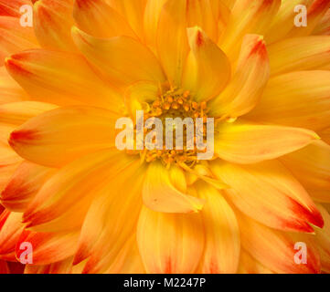 WA 13242-00 ... WASHINGTON - eine dahlie in der Blüte. Stockfoto
