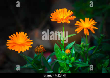 Weich und schönen Garten Orange Blume Stockfoto