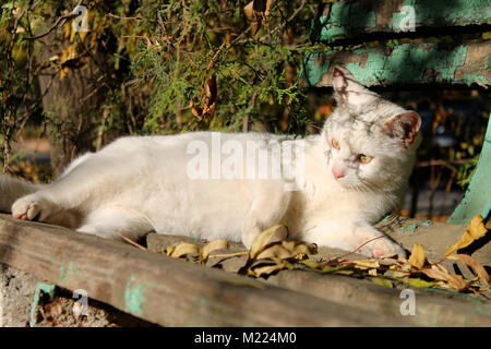 Eine weiße streunende Katze auf die untergehende Sonne, unter einem Baum auf einer alten hölzernen Parkbank. Laub und klare Herbst Licht. Stockfoto