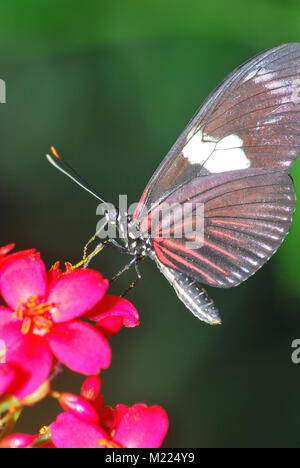 Ein scarlet Mormon, wissenschaftlicher Name Papilio rumanzovia, saugt Nektar von einer Blume. Stockfoto