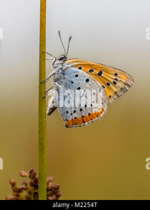 Großer Kupfer (Lycaena dispar) endemisch Schmetterling der Niederlande auf Gras Stockfoto