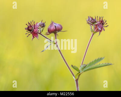 Lila marshlocks (Comarum palustre) schließen. Es hat eine Circumboreal Distribution, die sich in Nordamerika, Europa und Asien, insbesondere Stockfoto