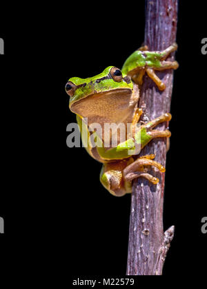 Klettern Laubfrosch (Hyla arborea) auf schwarzem Hintergrund Stockfoto