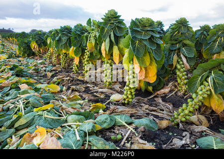 Rosenkohl Nutzpflanzen - Brassica oleracea - teilweise Maschine geerntet wächst in einem Feld in Fife, Schottland, Großbritannien Stockfoto