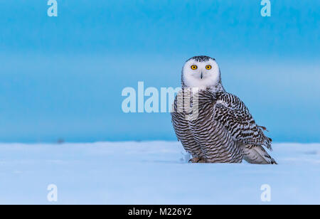 Jugendliche, weibliche Schnee-eule (Bubo scandiacus) photograped in der Nähe von Drumheller, Alberta, Kanada Stockfoto