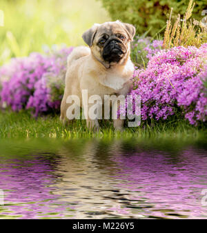 Welpe Hund, Mops am Ufer des Flusses, auf dem grünen Rasen in der Nähe der rosa Blüten Stockfoto