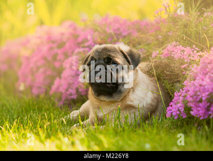 Welpe Hund, der Mops im Garten auf der Wiese, auf dem grünen Rasen in der Nähe von Blumen rosa Stockfoto