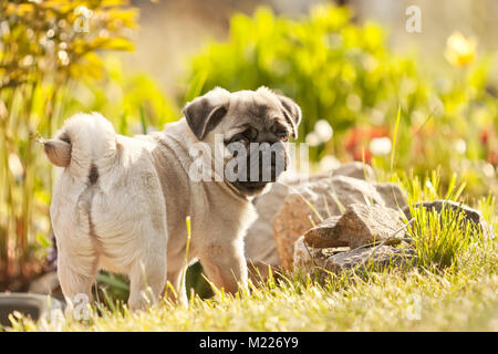 Der Welpe der Hund mit dem Schwanz, ein Mops twirled in einem Garten auf einer Wiese spielt, auf grünem Gras Stockfoto