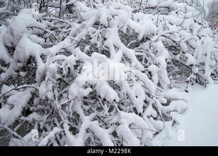 Eine Bush von Wild Rose Hüften bedeckt mit Schnee nach einem starken Schneefall. Stockfoto
