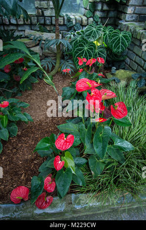 Botanische Gärten Montreal rosa Pflanzen Pflanzenfarbe im Gewächshaus warme gelbe Blumen Wand wächst rot heller Ort warm schönes Haus Blatt Stockfoto