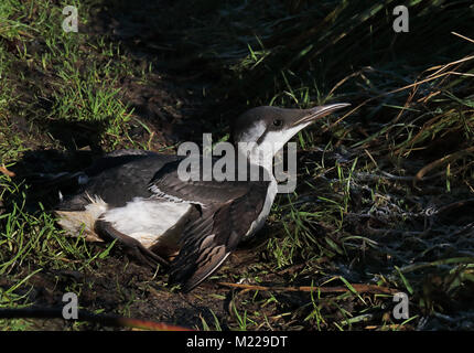 Gemeinsame Trottellumme (Uria aalge) Erwachsenen auf dem Boden im Feld nach Sturm Eccles-on-Sea, Norfolk, UK, Dezember Stockfoto