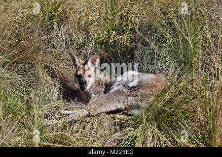 Junge cute wild grau Känguru schlafen auf das Gras in Bunya Nationalpark, Queensland, Australien Stockfoto