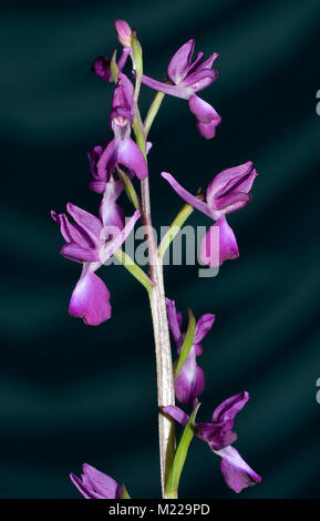 Lose blühenden Orchidee - Anacamptis Laxiflora auf schwarzem Hintergrund Stockfoto