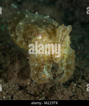 Tintenfische verstecken in der Nähe von einem kleinen Coral Stockfoto