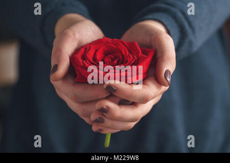 Junge weibliche Hände halten rote Rose Blume Nahaufnahme Stockfoto