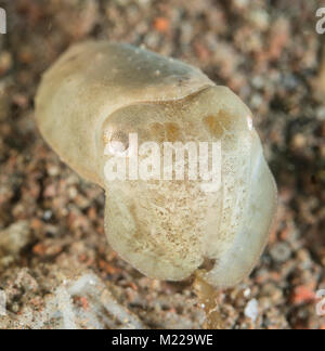 Tintenfische verstecken in der Nähe von einem kleinen Coral Stockfoto