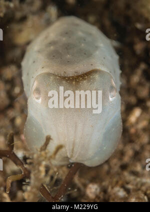 Tintenfische verstecken in der Nähe von einem kleinen Coral Stockfoto