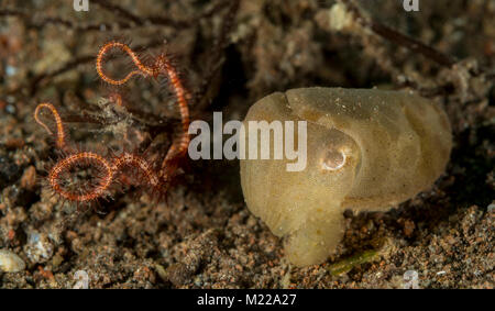 Tintenfische verstecken in der Nähe von einem kleinen Coral Stockfoto