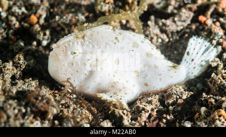 Juvenile haariger Anglerfisch versteckt im Sand Stockfoto