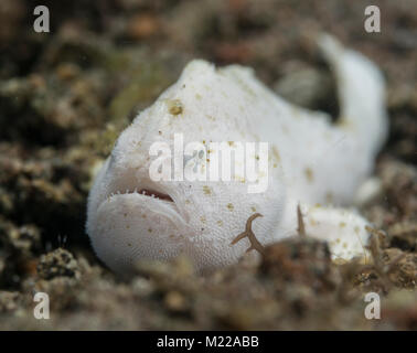 Juvenile haariger Anglerfisch versteckt im Sand Stockfoto