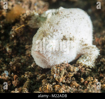 Juvenile haariger Anglerfisch versteckt im Sand Stockfoto