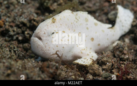 Juvenile haariger Anglerfisch versteckt im Sand Stockfoto