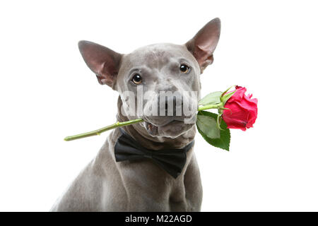 Hund in bowtie Holding Rose im Mund Stockfoto