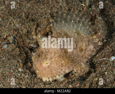 Haariger Anglerfisch Hiding in plain Sight Stockfoto