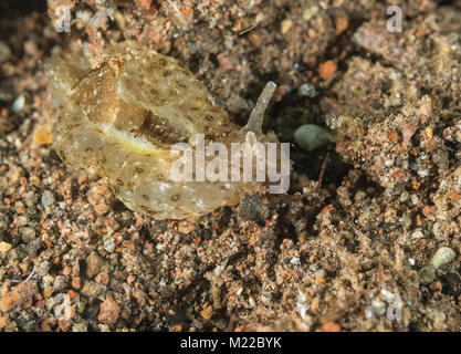 Nacktschnecke im Sand Stockfoto