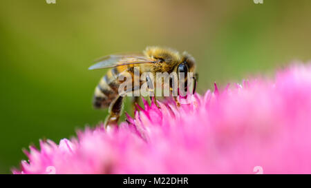 Biene auf rosa Blume Sammeln von Nektar und Pollen Stockfoto