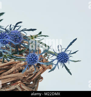 Blaue Blumen eryngium in einem Nest aus Zweigen Stockfoto