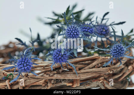 Blaue Blumen Der eryngium in einem Korb von Zweigen Stockfoto