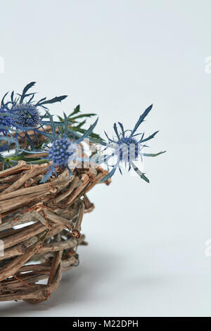 Blaue Blumen Der eryngium in einem Korb von Zweigen Stockfoto