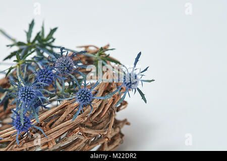 Blaue Blumen eryngium in einem Nest aus Zweigen Stockfoto