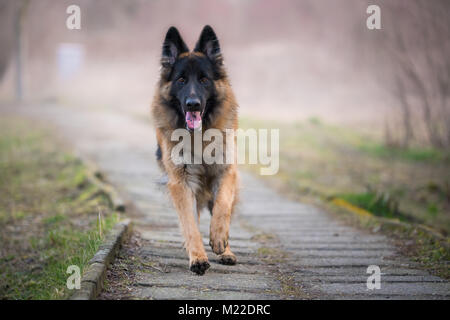 Schöne, der German shepherd dog im Winter auf einen konkreten Pfad Stockfoto