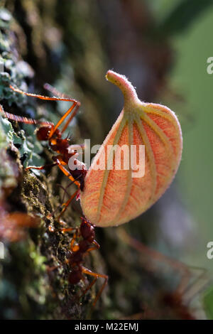 Makro Bild eines roten Blatt cutter Ant in Costa Rica mit einem Stück Blatt auf einem natürlichen Hintergrund Stockfoto