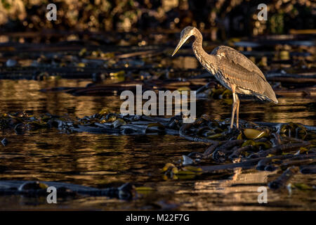 Great Blue Heron (Ardea herodias) wartet geduldig auf einem Kelp Patch einen Fisch zu fangen, Broughton Archipel, erste Nationen Gebiet, British Columbia, Stockfoto